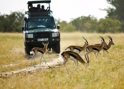 Uganda Big Five Safari – 7 Days / 6 Nights