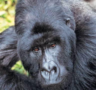 Gorilla & Wildlife Combo Safari – 7 Days