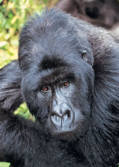 Gorilla & Wildlife Combo Safari – 7 Days