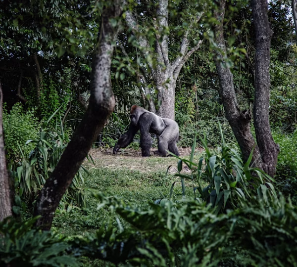 Luxury Gorilla Trekking Safari – 4 Days / 3 Nights