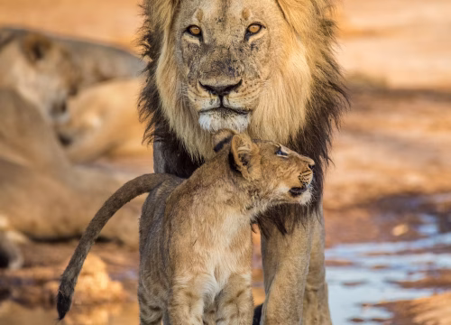 Classic Uganda Wildlife Safari – 6 Days