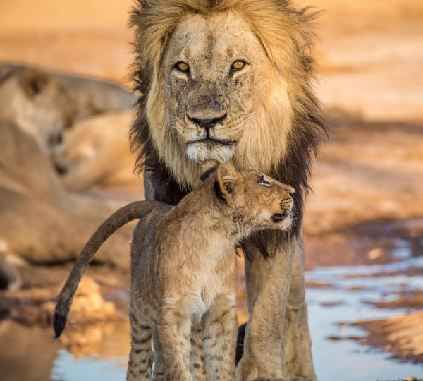 Classic Uganda Wildlife Safari – 6 Days