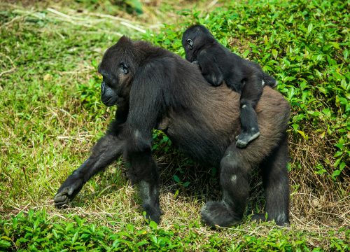 PRIMATES OF UGANDA SAFARI – 5 DAYS / 4 NIGHTS