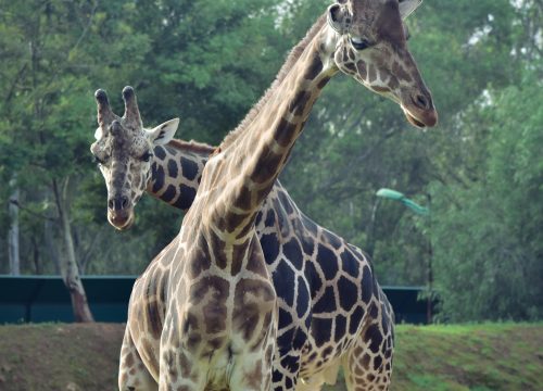 Golden Hour Wildlife Safari – 6 Days / 5 Nights