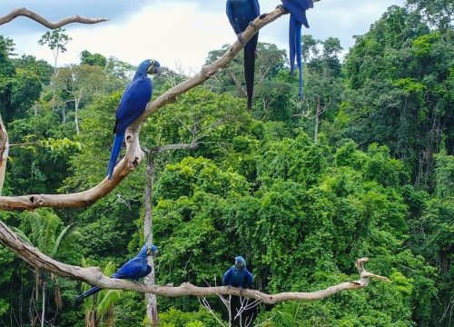 Forest Birding Expedition – 6 Days / 5 Nights