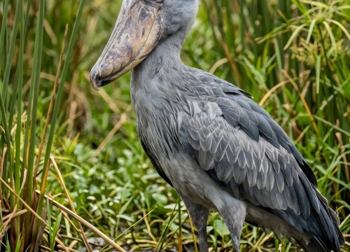 Wetland Birding Safari – 5 Days / 4 Nights
