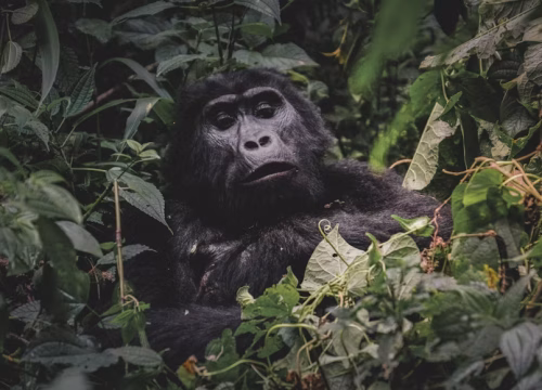 Gorilla Photography Safari – 5 Days / 4 Nights