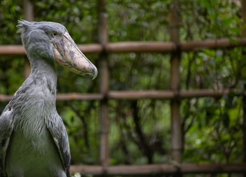 Shoebill Tracking Safari – 3 Days / 2 Nights