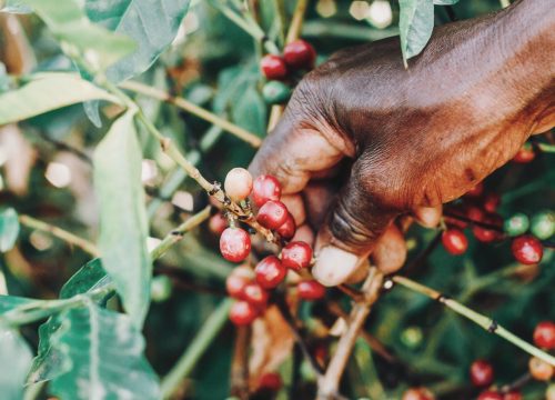 Coffee & Community Safari