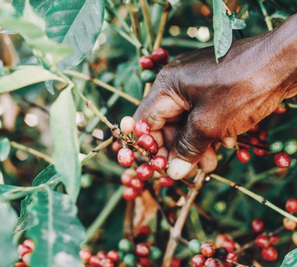 Coffee & Community Safari