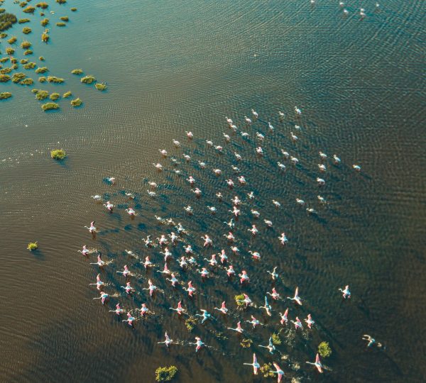 Albertine Rift Birding Safari – 7 Days / 6 Nights