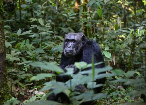 Uganda Wilderness Expedition – 10 Days / 9 Nights Multi-Park Safari Across Uganda's Premier Wildlife Reserves