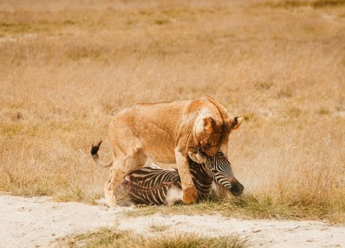 Predator Tracking Safari – Queen Elizabeth National Park (4 Days / 3 Nights)