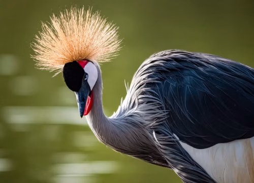 Premium Uganda & African Safaris